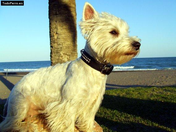 Foto del perro Mimi