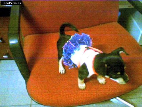 Foto del perro Sweety