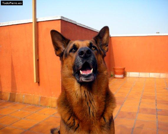 Foto del perro Nash