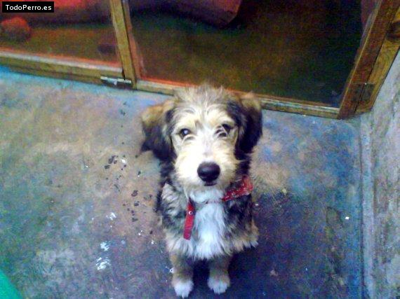 Foto del perro Nio