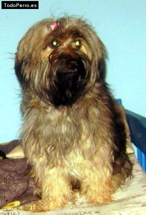 Foto del perro Candela