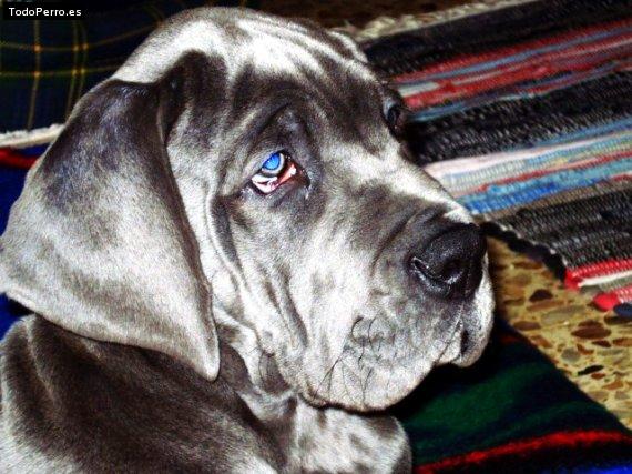 Foto del perro Sian