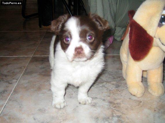 Foto del perro Sury