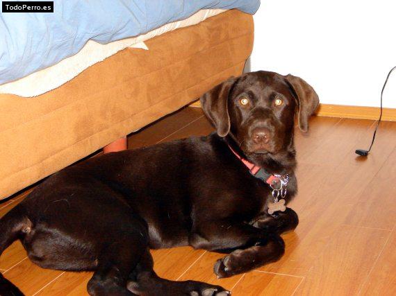 Foto del perro Mafalda