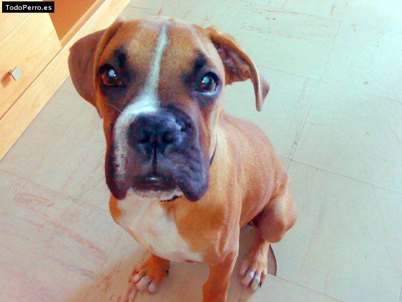 Foto del perro Baloo