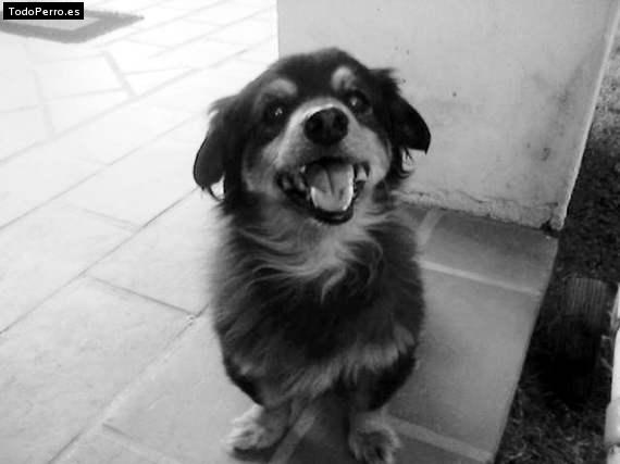 Foto del perro Toto