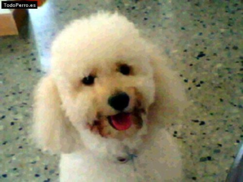 Foto del perro Rufian