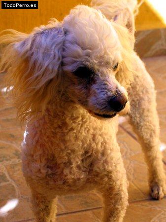 La foto del perro Canito Foto del perro Canito