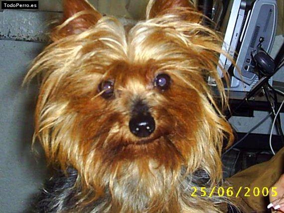Foto del perro Rex