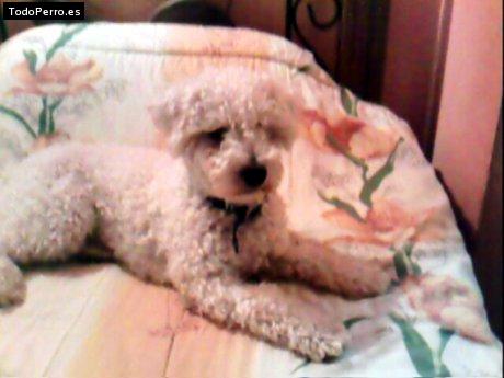 Foto del perro Stuard