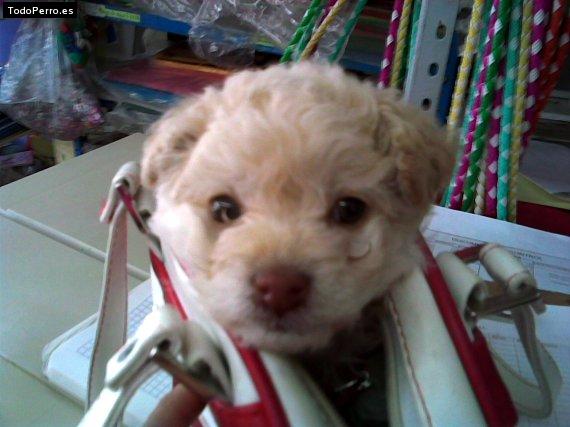 Foto del perro Jaydi