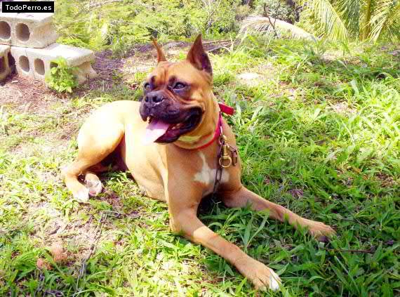 Foto del perro Cleo