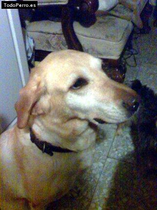 Foto del perro Camila