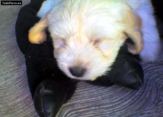 Foto del perro Many