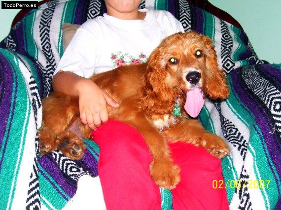 Foto del perro Spayki