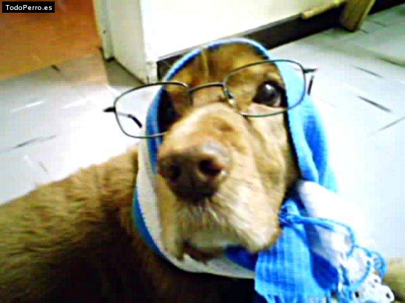 Foto del perro Morgan