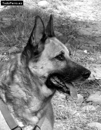 Foto del perro Betyy