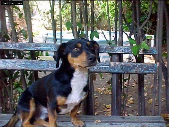 Foto del perro Chumi