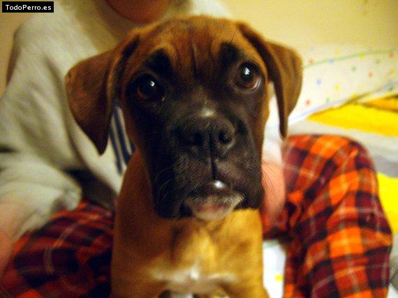 Foto del perro Izka
