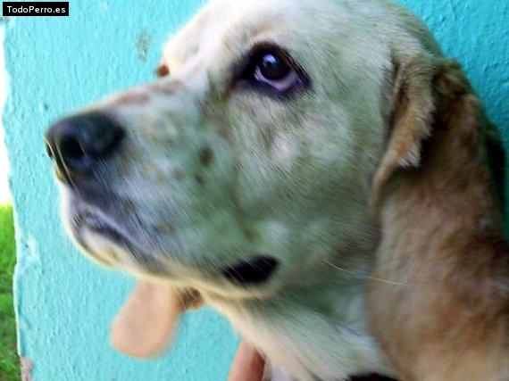 Foto del perro Tango