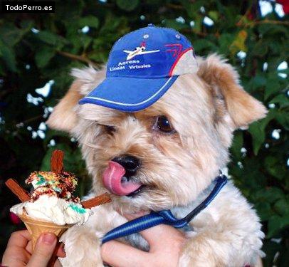 Foto del perro Ricky