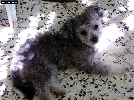 Foto del perro Minnie