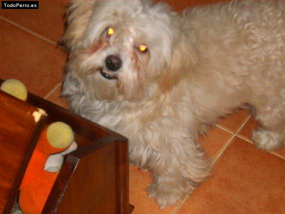 Foto del perro Nico