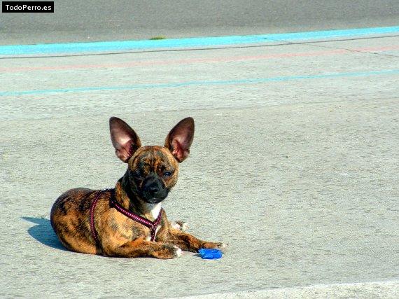 Foto del perro Nico