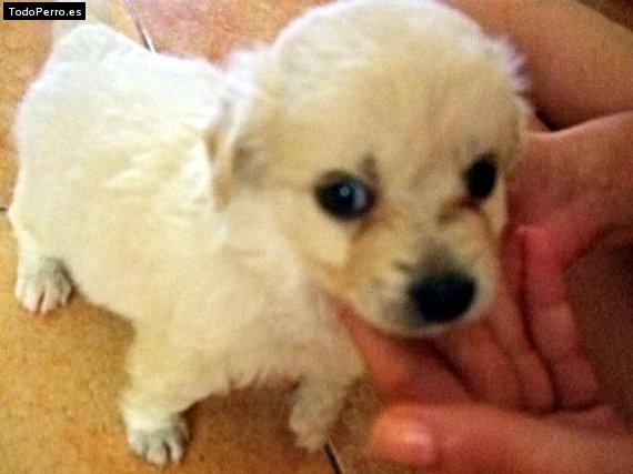 Foto del perro Copito