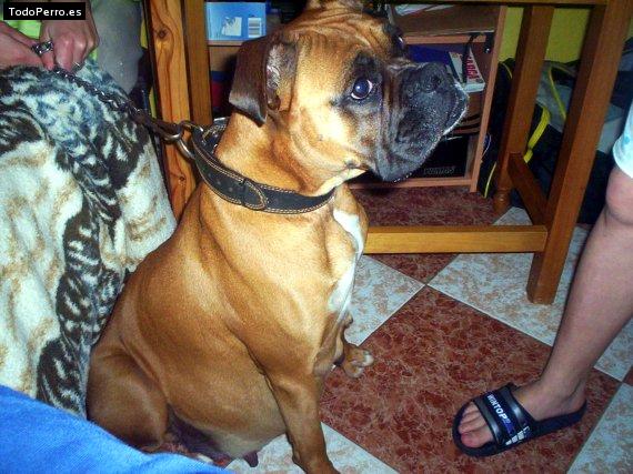 Foto del perro Jira