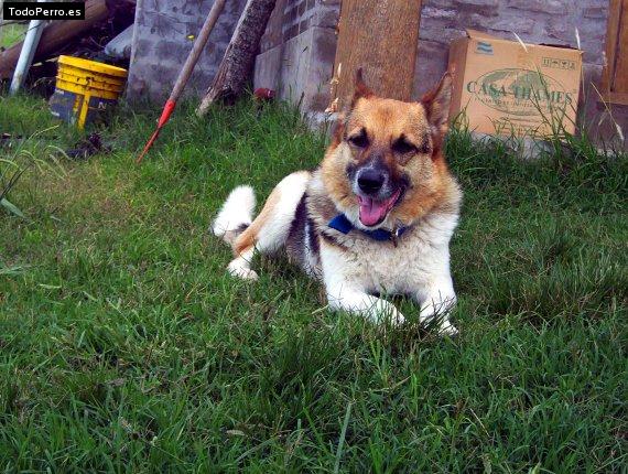 Foto del perro Cirulois