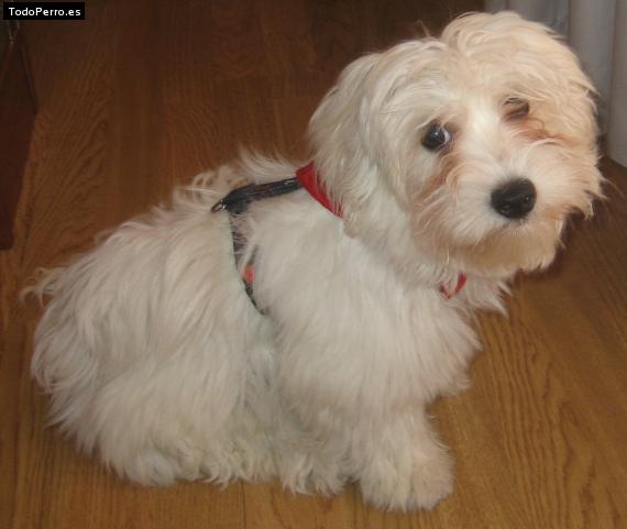 Foto del perro Txuri