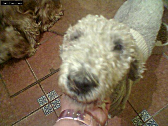 Foto del perro Chino