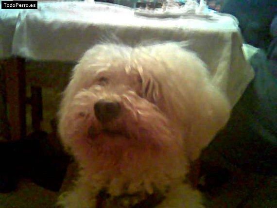 Foto del perro Scruffy