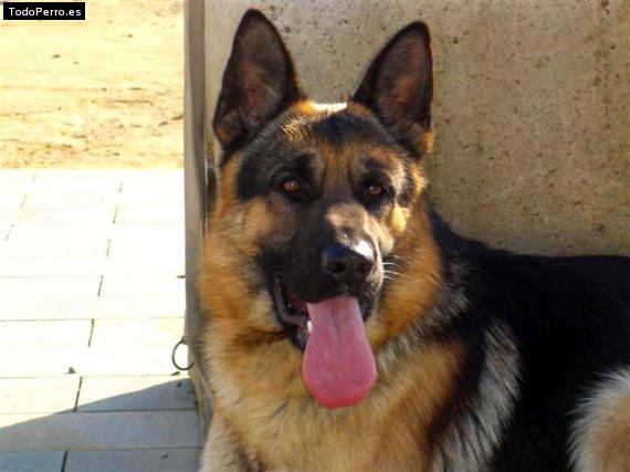 Foto del perro Hook