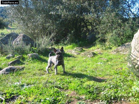 Foto del perro Zarko