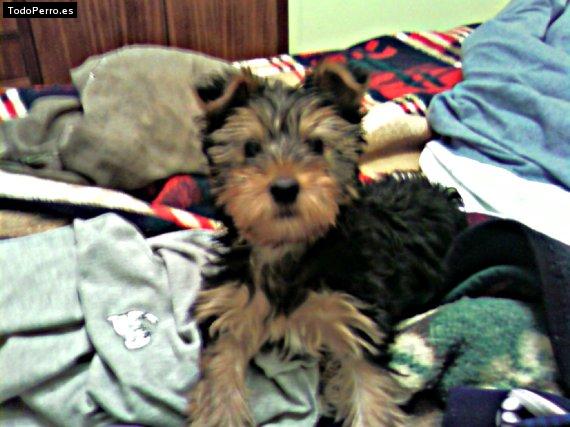 Foto del perro Iru