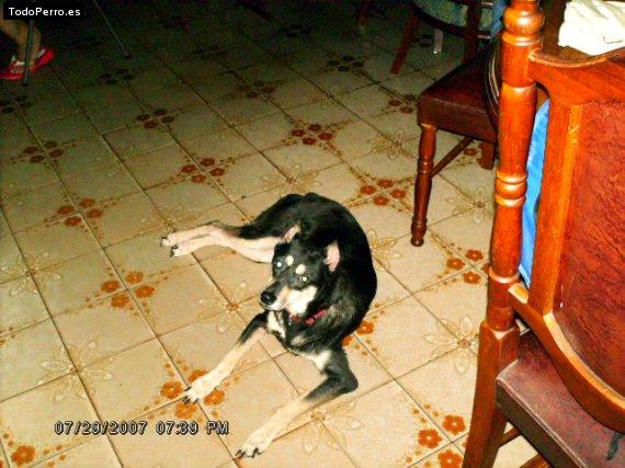 Foto del perro Jessyk
