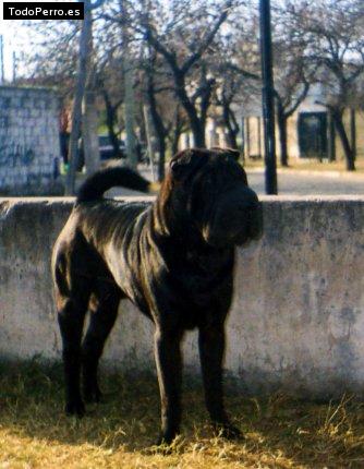 Foto del perro Roko