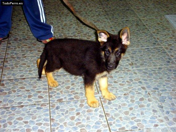Foto del perro Nash