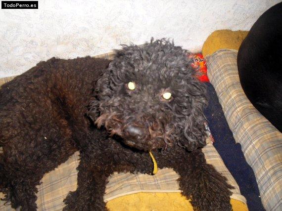 La foto del perro Blacky Foto del perro Blacky