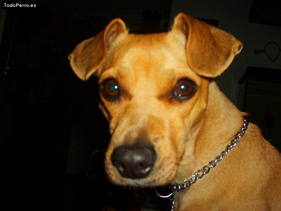Foto del perro Matilda