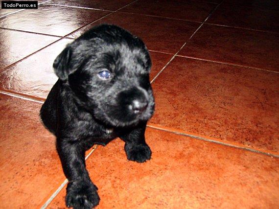 Foto del perro Pastora