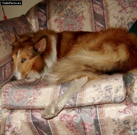 La foto del perro Choperr Foto del perro Choperr