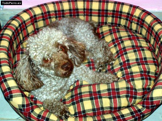 Foto del perro Bownie