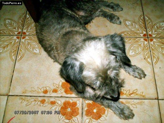 Foto del perro Cusy 
