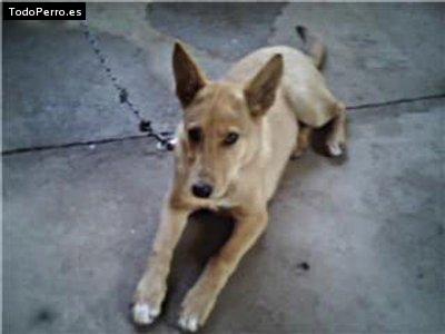 Foto del perro Marilyn