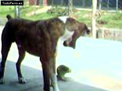 Foto del perro Eyko