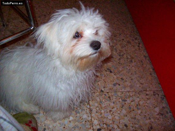 Foto del perro Messi