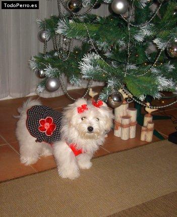 Foto del perro Nena